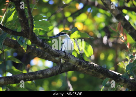 Sombre Kingfisher (Todiramphus coi) in Halmahera Island, Indonesien Stockfoto