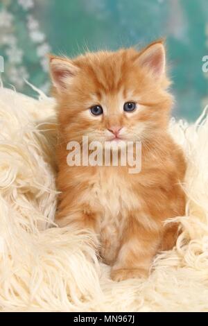 Norwegische Waldkatze Katze Kätzchen Stockfoto