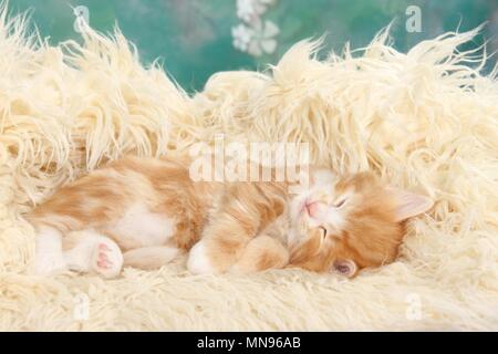 Norwegische Waldkatze Katze Kätzchen Stockfoto