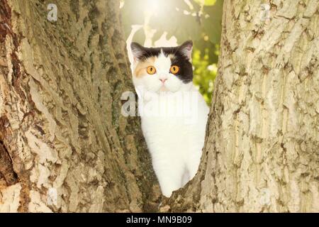 Britisch Kurzhaar sitzen Stockfoto