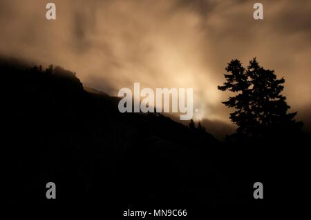 24:00 Wald Mondschein Stockfoto