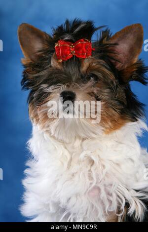 junge Biewer Terrier Stockfoto