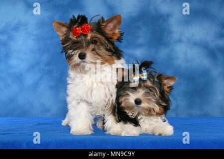 junge Biewer Terrier Stockfoto