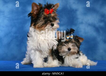 junge Biewer Terrier Stockfoto