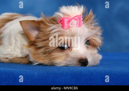 Yorkshire Terrier Welpen Stockfoto