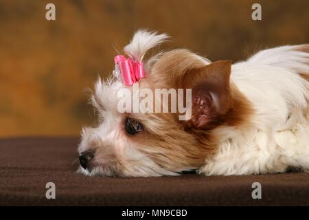 Yorkshire Terrier Welpen Stockfoto