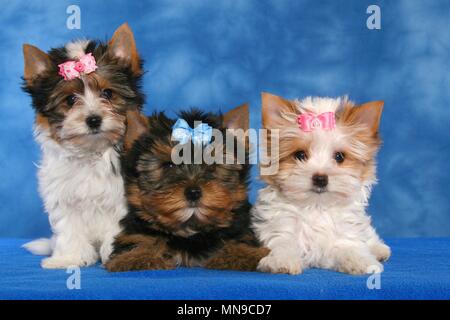 Welpen Stockfoto