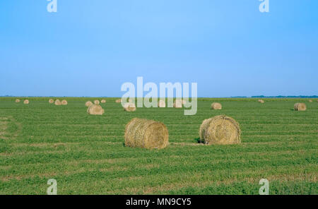 Ball von Mais Stroh in einem Feld mit blauem Himmel Stockfoto