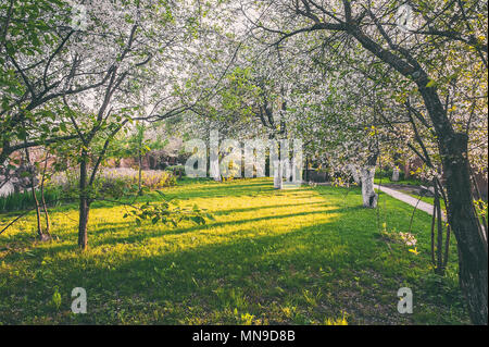 Ziergarten mit majestätisch große blühende Kirschbäume und Apfelbäume auf einer frischen, grünen Rasen. Stockfoto