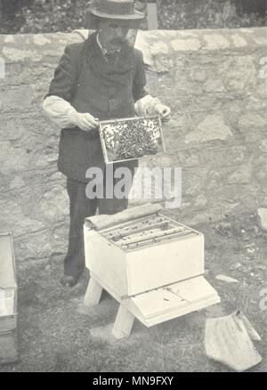 Bienen und Imkerei. Die Bienen von einem Fr 1912 alte antike Bild drucken Stockfoto