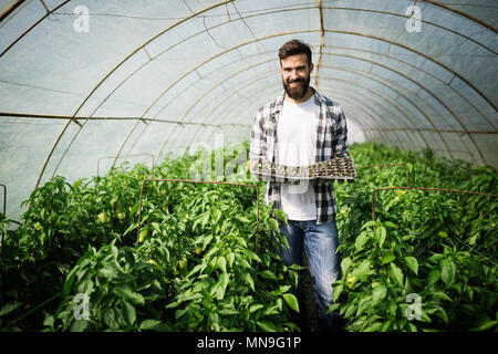 Junge Arbeitnehmer das Einpflanzen einer Tomaten Sämling in einem Gewächshaus Stockfoto