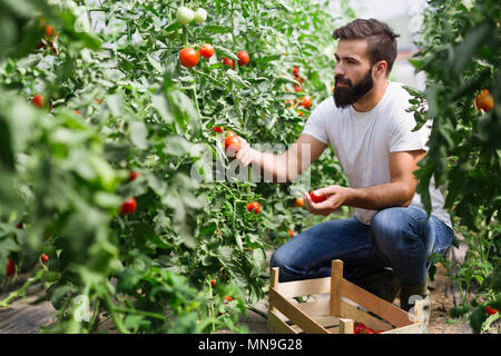 Biobauern Kontrolle seine Tomaten in einem Gewächshaus Stockfoto