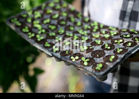 Junge Arbeitnehmer das Einpflanzen einer Tomaten Sämling in einem Gewächshaus Stockfoto