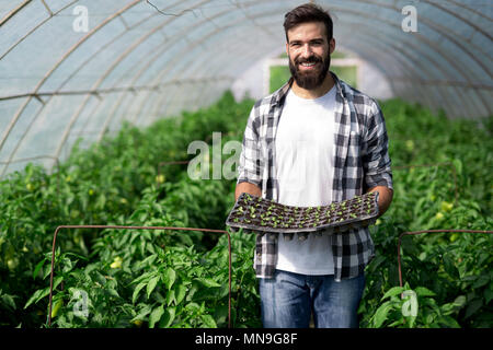 Junge Arbeitnehmer das Einpflanzen einer Tomaten Sämling in einem Gewächshaus Stockfoto