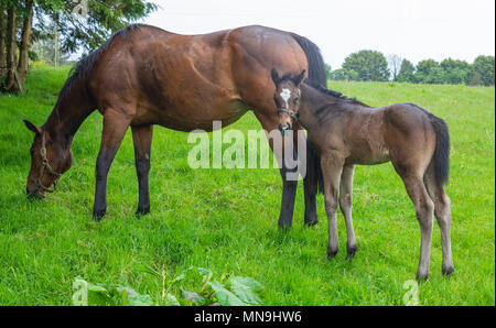 Equus caballus, Pferde, Stute und jungen männlichen Fohlen grasen in ein Feld an einem sonnigen Abend. Stockfoto