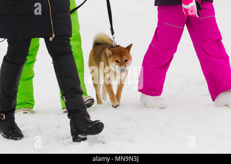 Japanische Hunderasse Shiba Inu zwischen Frauen beinen Stockfoto