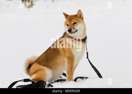 Japanische Hunderasse Shiba Inu auf Schnee Hintergrund Winter bewölkten Tag, Tageslicht Stockfoto