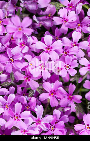 Vertikale Foto mit Details der Teppich von Rosa und Lila phlox Blumen angelegt. Blüht mit bunten Blättern füllt komplette Raum der Bild. Stockfoto