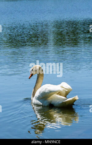 Vertikale Foto von jungen männlichen Schwan auf einem See mit blauem Wasser schwimmt. Die Federn des Vogels sind hell, aber Hals ist immer noch Braun. Tier schwimmt f Stockfoto