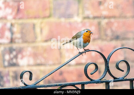 Europäische Robin (erithacus Rubecula) auf einem Gartentor mit Nistmaterial im Schnabel thront. Hintergrund der Mauer. Stockfoto