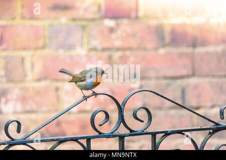 Europäische Robin (erithacus Rubecula) auf einem Gartentor mit Nistmaterial im Schnabel thront. Hintergrund der Mauer. Stockfoto