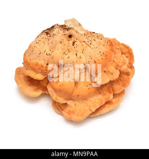 Laetiporus sulfureus Pilz, Krabben - von - die - Holz, Schwefel polypore, Schwefel Regal, Huhn - von - die - Holz Stockfoto
