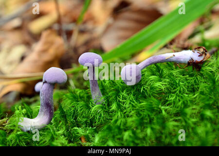Laccaria amethystina Pilze im Wald, Amethyst deceiver Stockfoto