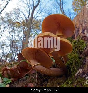 Armillaria gallica Pilz-Cluster auf einem Baumstumpf Stockfoto