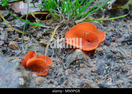 Aleuria aurantia Pilz, der auch als Orangenhaut Pilz bekannt Stockfoto