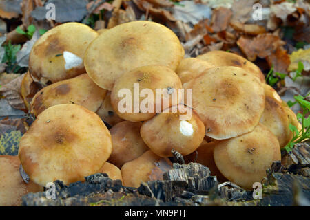 Armillaria gallica Pilz-Cluster auf einem Baumstumpf Stockfoto