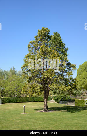 Räucherstäbchen Zeder Calocedrus decurrens im Parc Saint-mitre oder Saint Mitre, Park oder Garten, Aix-en-Provence Provence Frankreich Stockfoto