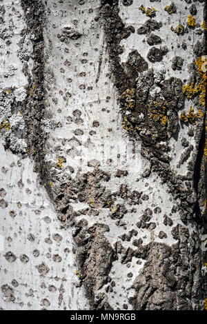 Rinde Muster der Hänge-birke (Betula pendula) aka Warty Birke, Europäische Birke oder Ostasiatischen White Birch Stockfoto