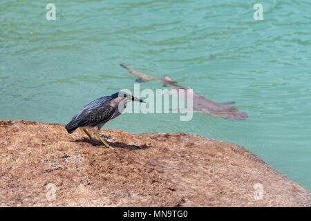 Gestreift Heron argwöhnisch beobachten ein sicklefin Lemon shark auf den Seychellen Stockfoto