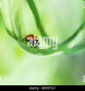 Eine Makroaufnahme eines sieben beschmutzt Marienkäfer sitzt auf einem grünen Blatt. Stockfoto