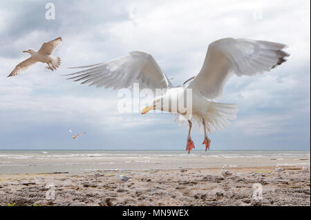 Möwen im Flug über einen Ozean rock Pool, herabstürzen und tauchen Sie ein Spülsystem für Meer- leben, hinter sich gelassen, wenn die Flut abgeebbt. 10. Juni 2015 --- Bild von: © Paul Cunningham Stockfoto