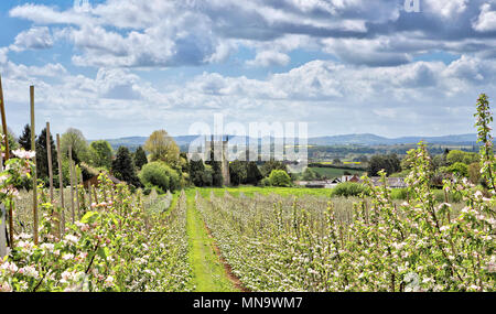 Apfelwein Apple Bäume in Blüte mit Kirche im Hintergrund, Burghill, Herefordshire, UK Stockfoto