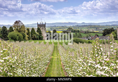 Apfelwein Apple Bäume in Blüte mit Kirche im Hintergrund, Burghill, Herefordshire, UK Stockfoto