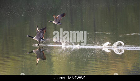 Ein paar Kanadagänse (Branta canadensis), die von einem See. Bodenham Seen, Herefordshire. Stockfoto