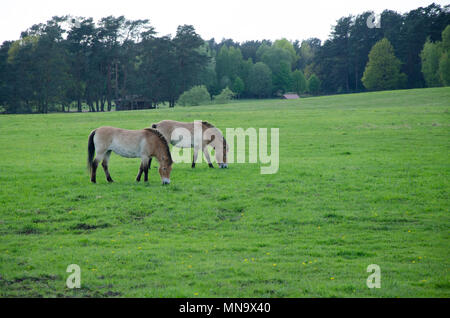 Zwei Pferde gemeinsam essen in der grünen Landschaft Stockfoto