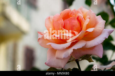 Rosa-orange Rose gegen einen Hintergrund mit italienischen Häuser. Stockfoto