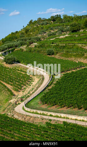 Straße schlängelt sich durch Weinberge in der italienischen Landschaft. Stockfoto