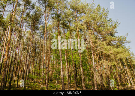 Baumkronen im Wald am Himmel Stockfoto