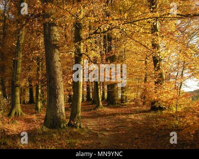 Wald Bäume und Äste im Herbst mit einer Vielzahl an Farbtönen Stockfoto