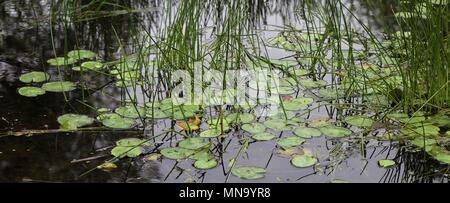 Oberfläche Reflexionen über einen Teich mit Seerosen im Sommer Stockfoto