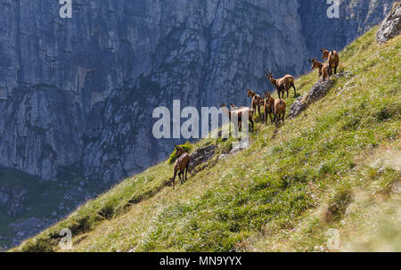 Chamois Herde in den Karpaten, fagaras, Rumänien Stockfoto