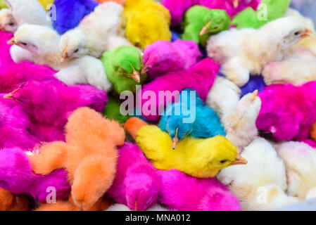 Hühner farbige Babys. Eine Gruppe von lustigen, bunten Ostern Küken. Stockfoto