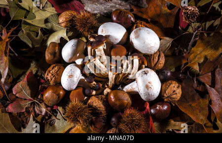 Herbstliches Stilleben Komposition mit braunen Honig Pilze Champignon, weiß, grün, gelb, braun, orange und rote Blätter, Zweige, trockene Früchte (chestnu Stockfoto