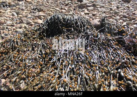 Kelp gewaschen oben auf einem felsigen Ufer Stockfoto