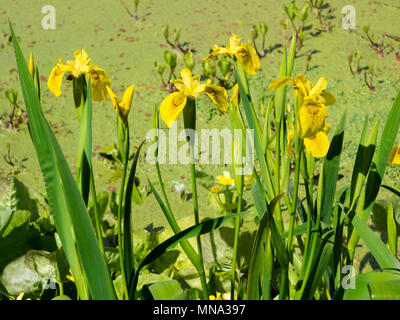 Dunkle verrechnet gelb Fall der gewählte Form der frühen Blüte im flag Iris, Iris pseudacorus 'Roy Davidson' Stockfoto