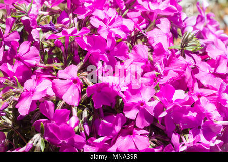 Rosa Blüten des schleichenden moss Phlox, Phlox subulata 'cDaniel Kissen', im späten Frühjahr Stockfoto